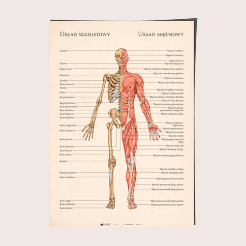 Układ szkieletowy i mięśniowy - Anatomia człowieka