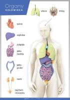 Organy człowieka – Anatomia człowieka