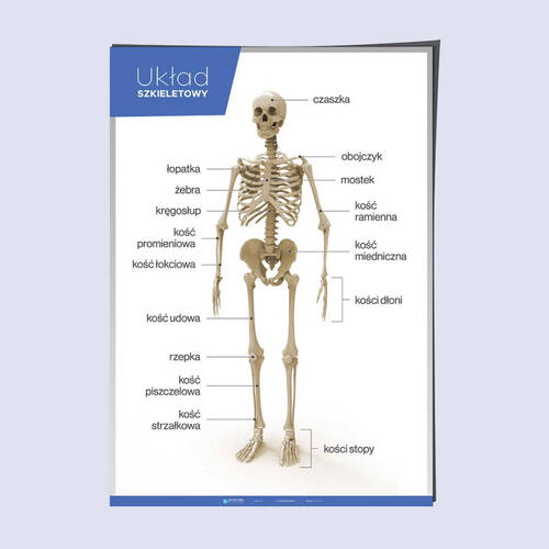 Układ szkieletowy (kostny) – Anatomia człowieka
