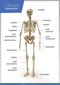 Układ szkieletowy (kostny) – Anatomia człowieka