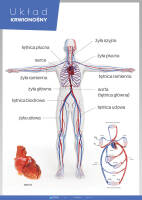 Układ krwionośny – Anatomia człowieka